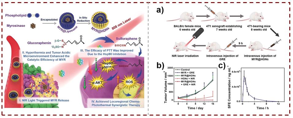 实验室在光热原位生药治疗肿瘤方面取得新进展
